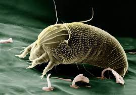 Meist nur 0,1 bis 0,5 mm groß, sind diese tiere mit bloßem auge kaum zu erkennen. Milben In Der Wohnung Fawas Gmbh