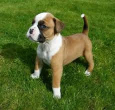 Black And White Boxer Puppies For Sale In California Mini Boxer Puppies Cute Puppies Boxer Puppies Boxer Dogs Funny Boxer Puppies For Adoption