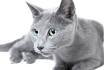 Russian Blue Hypoallergenic Cats Personality, Adoption ...