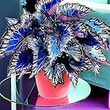 Image result for Coleus tetragonus
