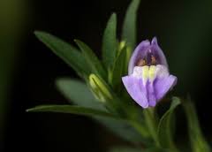 Image result for Hygrophila uliginosa