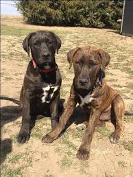 9 puppies born, two female and 7 male. Labrador Mix Puppies For Sale Off 60 Www Usushimd Com