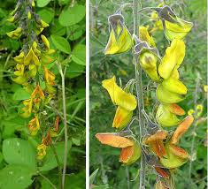 Image result for Crotalaria agatiflora