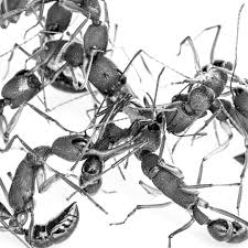How brain structure and metabolism have been impacted by social life is an important unresolved question across all species. The Ants That Gave Up Critical Thinking To Have Babies The Atlantic