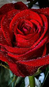 Pin By Stephanie Albers On Rosas Rose Flower Wallpaper Beautiful Rose Flowers Red Rose Flower