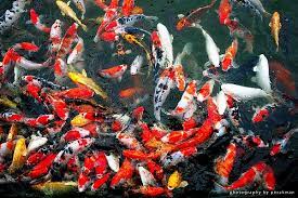 Dilihat dari tren tersebut, budidaya ikan koi pun tampaknya menjadi sebuah bisnis sebelum memulainya, kamu harus tahu terlebih dulu cara ternak ikan koi. Cara Budidaya Ikan Koi Koi Koi Wallpaper Koi Fish