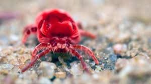 Image result for Typhus