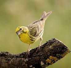 Blog De Serin Cini Oiseaux De Compagnie Beaux Oiseaux Faune Et Flore Le serin cini (serinus serinus) est une espèce d'oiseaux de la famille des fringillidae. pinterest