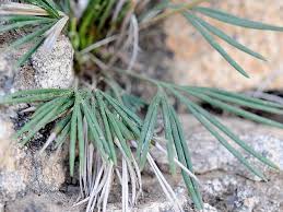 Image result for Actiniopteris semiflabellata