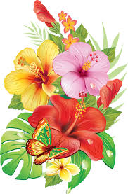 36d52cc5 Png 527 800 Fleurs Tropicales Dessin Hibiscus Comment Dessiner Une Fleur