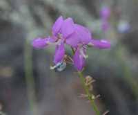 Image result for Desmodium psilocarpum