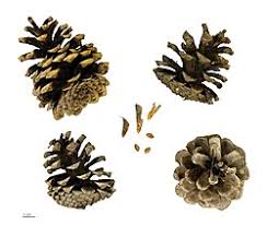 Image result for Pinus nigra