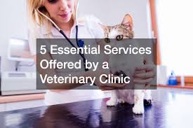 5 Essential Services Offered by a Veterinary Clinic - Tiny Paws Blog