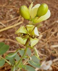 Image result for Senna italica