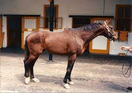Pin On Horse Racing