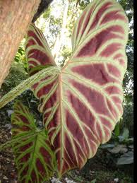 Philodendron Verrucosum Philodendron Plant Philodendron Plants