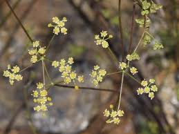 Image result for Pimpinella acutidentata