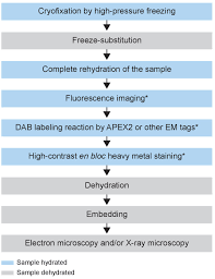 Check spelling or type a new query. High Quality Ultrastructural Preservation Using Cryofixation For 3d Electron Microscopy Of Genetically Labeled Tissues Elife
