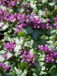 Enjoy 8 to 10 buds per stalk with this deer and rabbit resistant iris. Lamium Groundcover Plants And Flowers