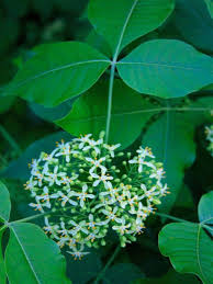 Image result for Gutenbergia trifolia