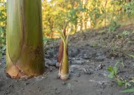 Kalian harus berhati hati jika berada di sekitar pohon bambu agar tidak terkena bulu bulu ini. Penjelasan Fungsi Tunas Pohon Pisang Lengkap Dengan Jenisnya Inspirasi Djawanews Com