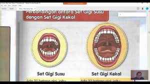 Gigi susu mempunyai lapisan pulpa yang agak besar berbanding dengan gigi kekal. Perbezaan Dalam Fungsi Berus Gigi Berdasarkan Bentuknya