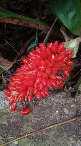 Image result for Renealmia