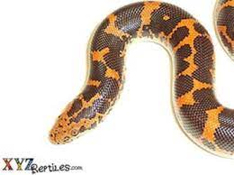 Kenyan Sand Boa For Sale Snake Reptiles Boas