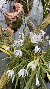 Image result for Microcoelia exilis