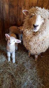 Sheep Farm Minecraft Sheep Farm Diy Sheep Farm Livestock Cars Motorcycles Celebrities Diy Crafts Cute Animals Animals Beautiful Cute Animal Pictures