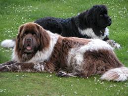 Die weltweit größte datenbank über neufundländer hunde. My Beautiful Newfs Maggie Irish Spotted And Toby Brown And White Newfoundland Dog Dog Photos Dog Cat