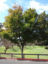 Image result for Citharexylum