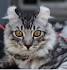 Available American Curl Kittens For Sale & Cats For Adoption