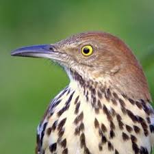 Brown Birds Of East Texas The Brown Thrasher Toxostoma Rufum Is A Bird In The Family Mimidae Which Also Includes The New World Catbirds And Mock Birds Of Georgia Birds Birds Painting