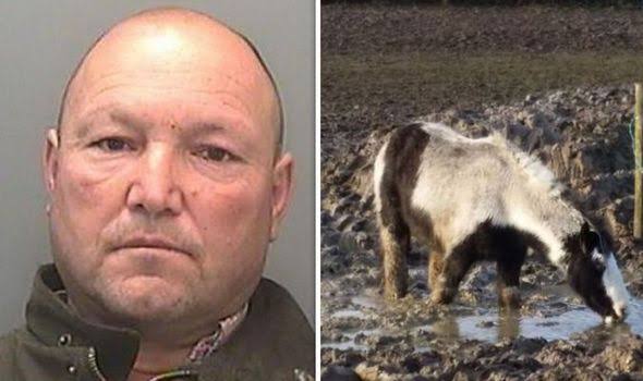 Animal cruelty: Man jailed over sickening abuse of horses in Wales | UK | News | Express.co.uk