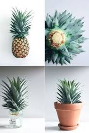 Love How To Grow Your Own Pinapple Pflanzen Ananas Pflanzen Pflanzideen