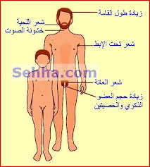 كيفية حلاقة شعر الخصية اجمل جديد