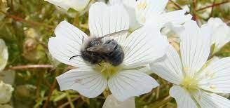 There are 118 mason bee flowers for sale on etsy, and they cost $18.51 on average. Mason Bees Go To Work Early In The Season Before Honey Bees Emerge Oregon State University