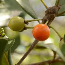 Image result for Manilkara sansibarensis