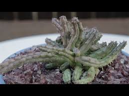Image result for Huernia procumbens