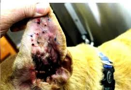 Image result for abscess dog's ear flap