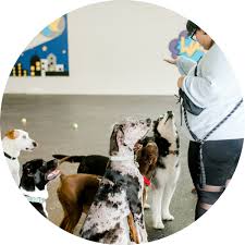Maybe you would like to learn more about one of these? Home Pup Pup And Away Sa