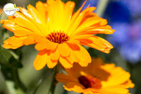 Ringelblumensalbe Selbst Gemacht Naturlich Hausgemacht