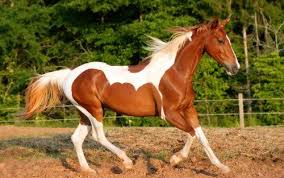 Black White And Brown Paint Horses Horses Brown And White Paint Beautiful Horses Horses Horse Wallpaper