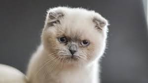 Scottish Fold Kedi Cinsi Ozellikleri Karakteri Ve Bakimi Ajanimo