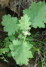 Image result for Solanum richardii