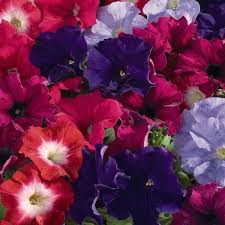 Petunia Aladdin Arabian Nights Annual Flowers Seeds Annual Flowers Flower Seeds Petunias