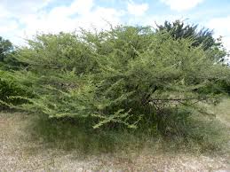 Image result for Acacia hebeclada