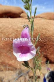 Image result for Sesamum