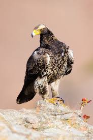 Small Birds Of Prey South Africa Juvenile Black Eagle Giants Castle Nature Reserve Drakensberg South Africa Birds Of Prey Pet Birds Black Eagle